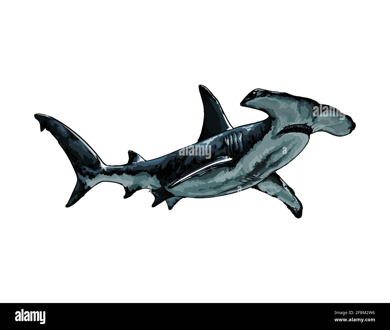 https://c8.alamy.com/comp/2F8M2W6/hammerhead-shark-from-a-splash-of-watercolor-colored-drawing-realistic-vector-illustration-of-paints-2F8M2W6.jpg