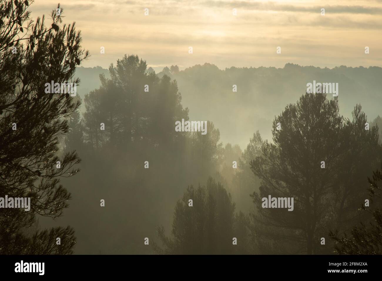 Beautiful landscape showing some trees among the fog Stock Photo - Alamy