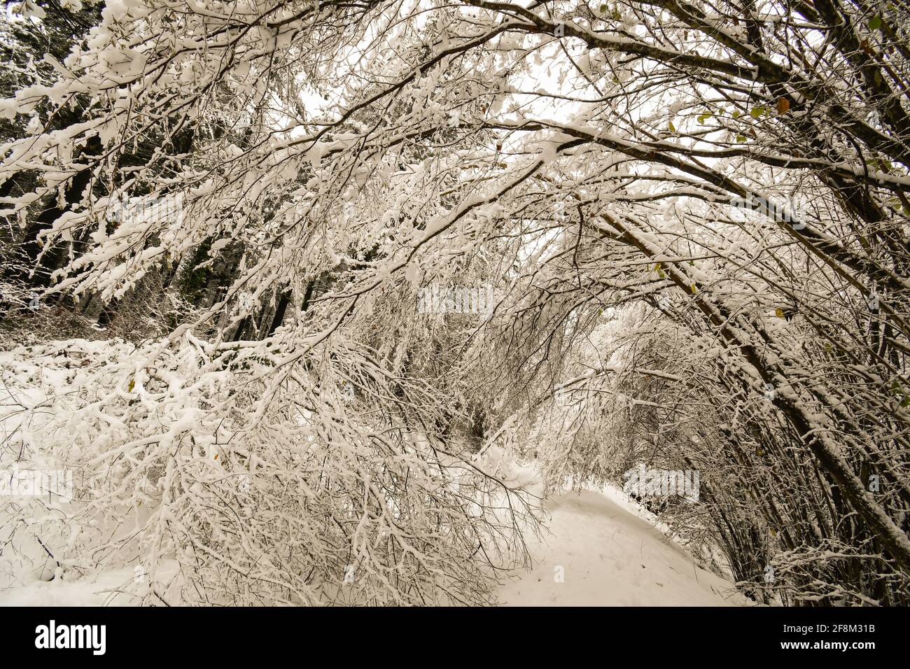 Warped trees hires stock photography and images Alamy