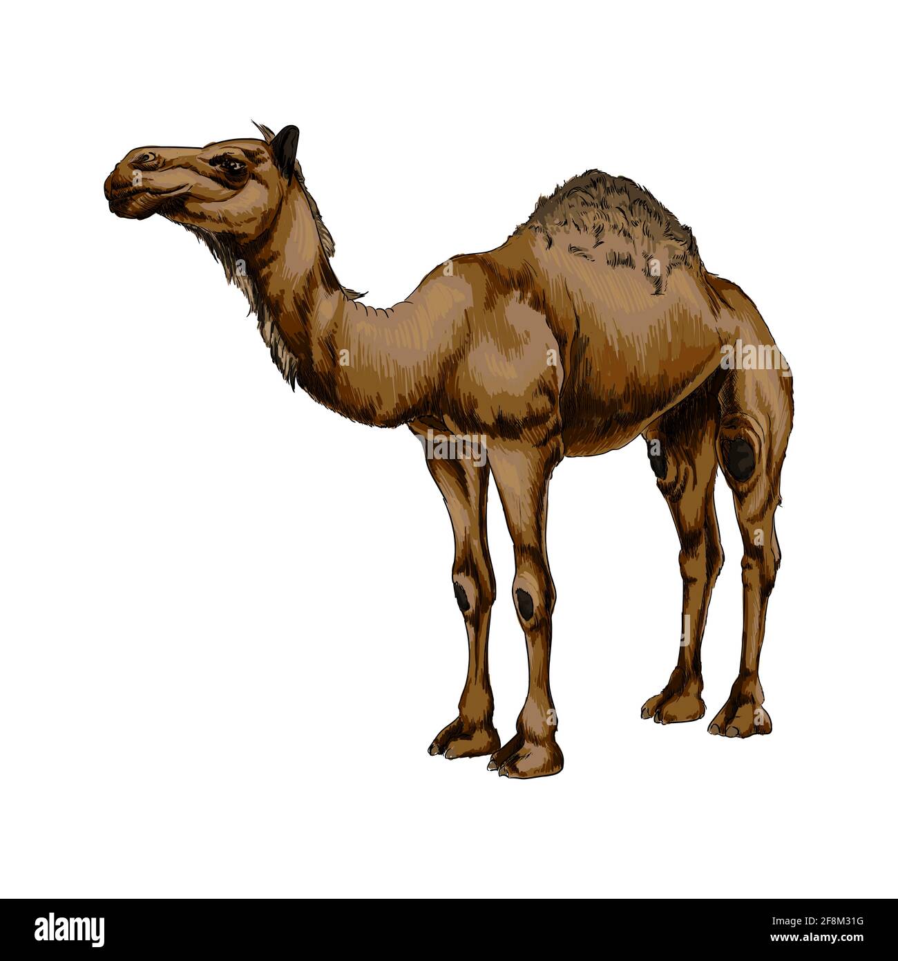 Camel drawing Cut Out Stock Images & Pictures - Alamy