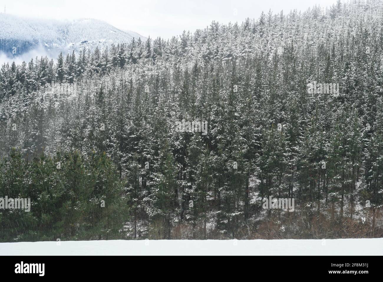 Snowy pine forest hi-res stock photography and images - Alamy