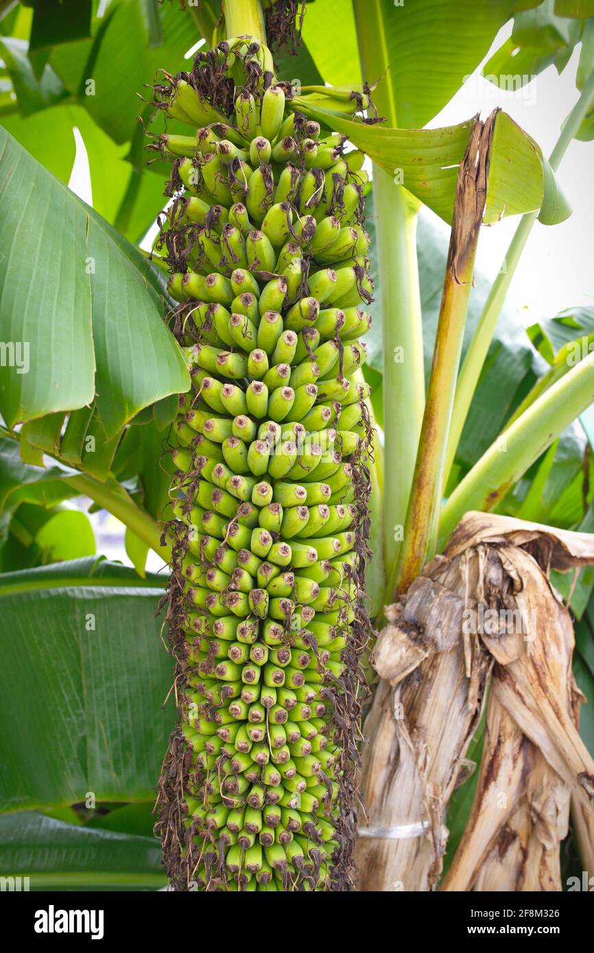 Bunch of bananas on a banana tree from our garden. #bananas