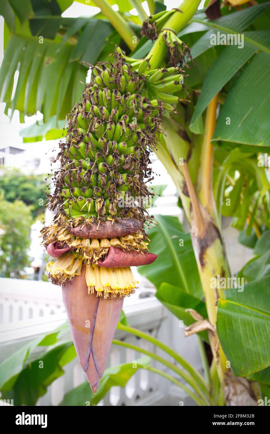 Multi-bunch bananas hanging on tree trunk Stock Photo