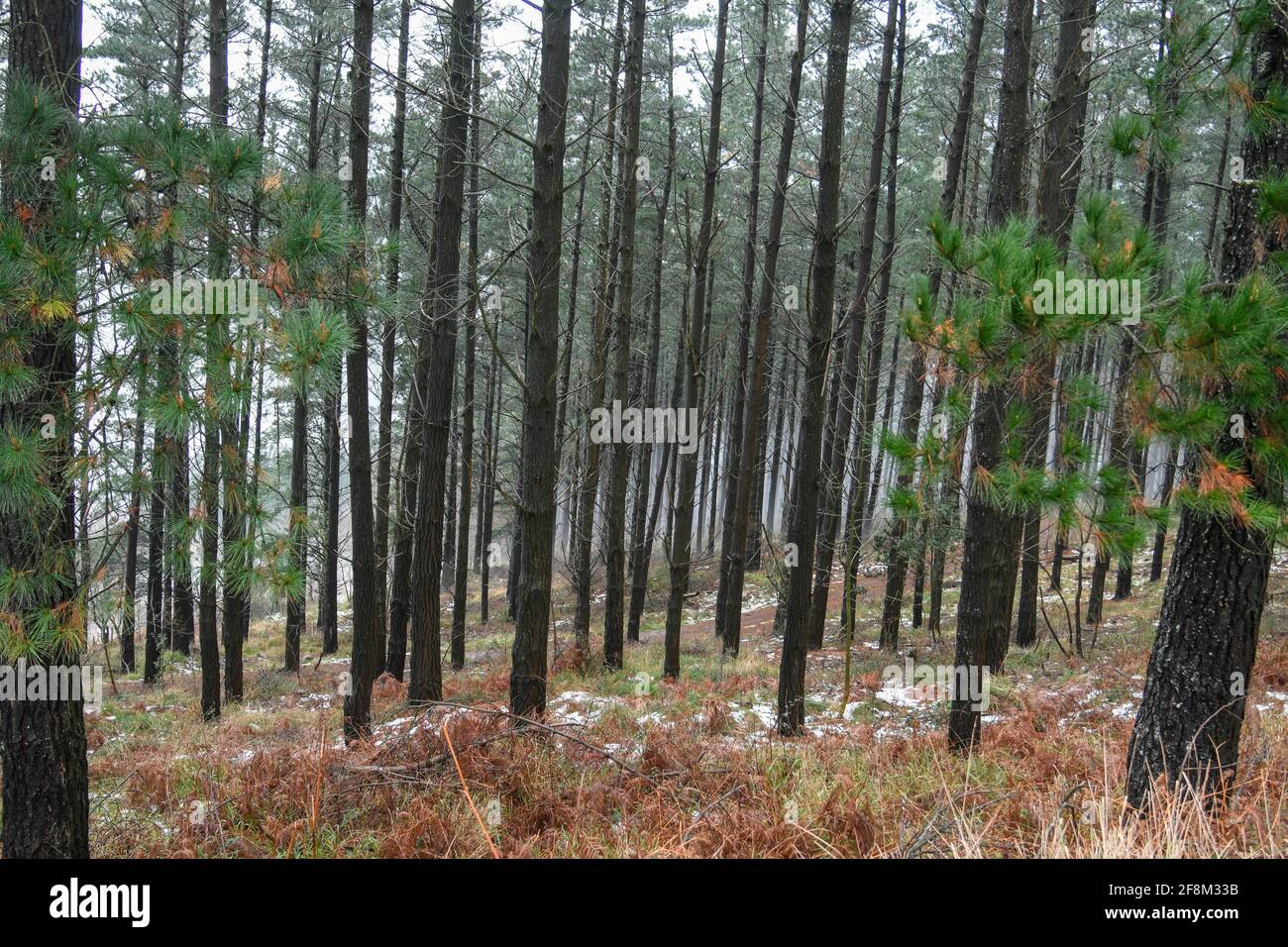 Silhouetted Tree Trunks in a Pine Forest Stock Photo