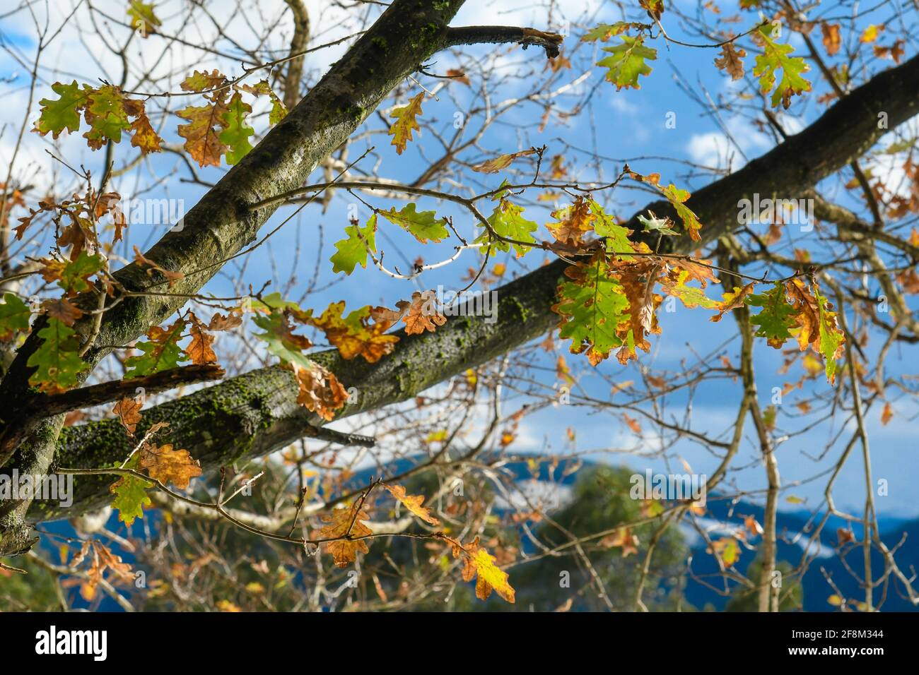 Leaves deciduous tree oak hi-res stock photography and images - Alamy
