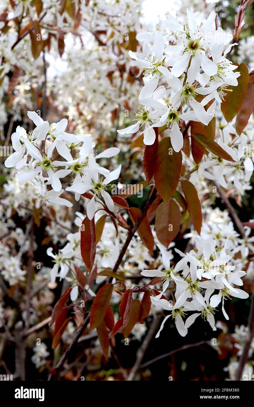 Amelanchier lamarckii Serviceberry or juneberry – white star-shaped flowers and bronze leaves,  April, England, UK Stock Photo
