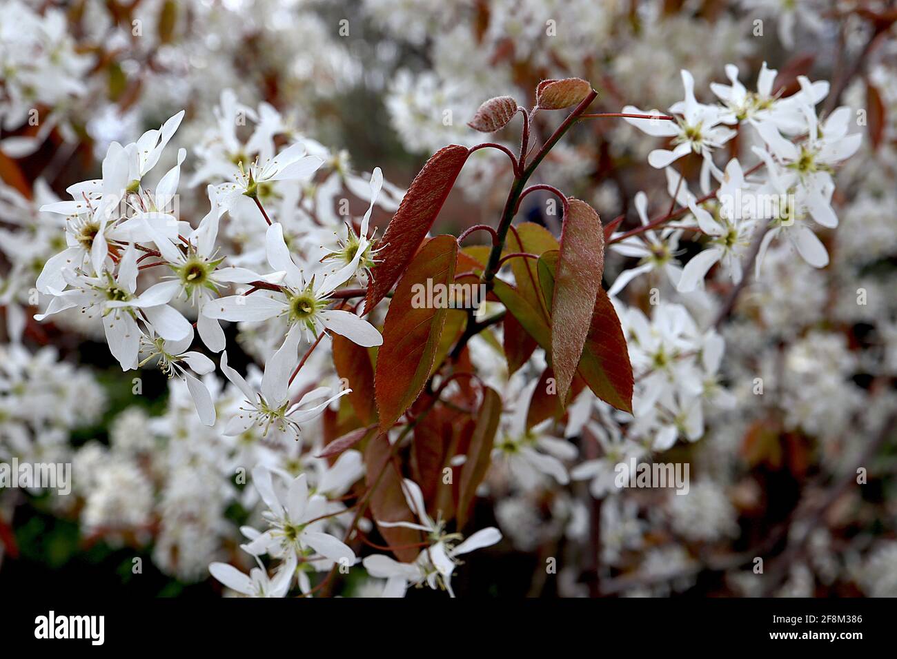 Amelanchier lamarckii Serviceberry or juneberry – white star-shaped flowers and bronze leaves,  April, England, UK Stock Photo