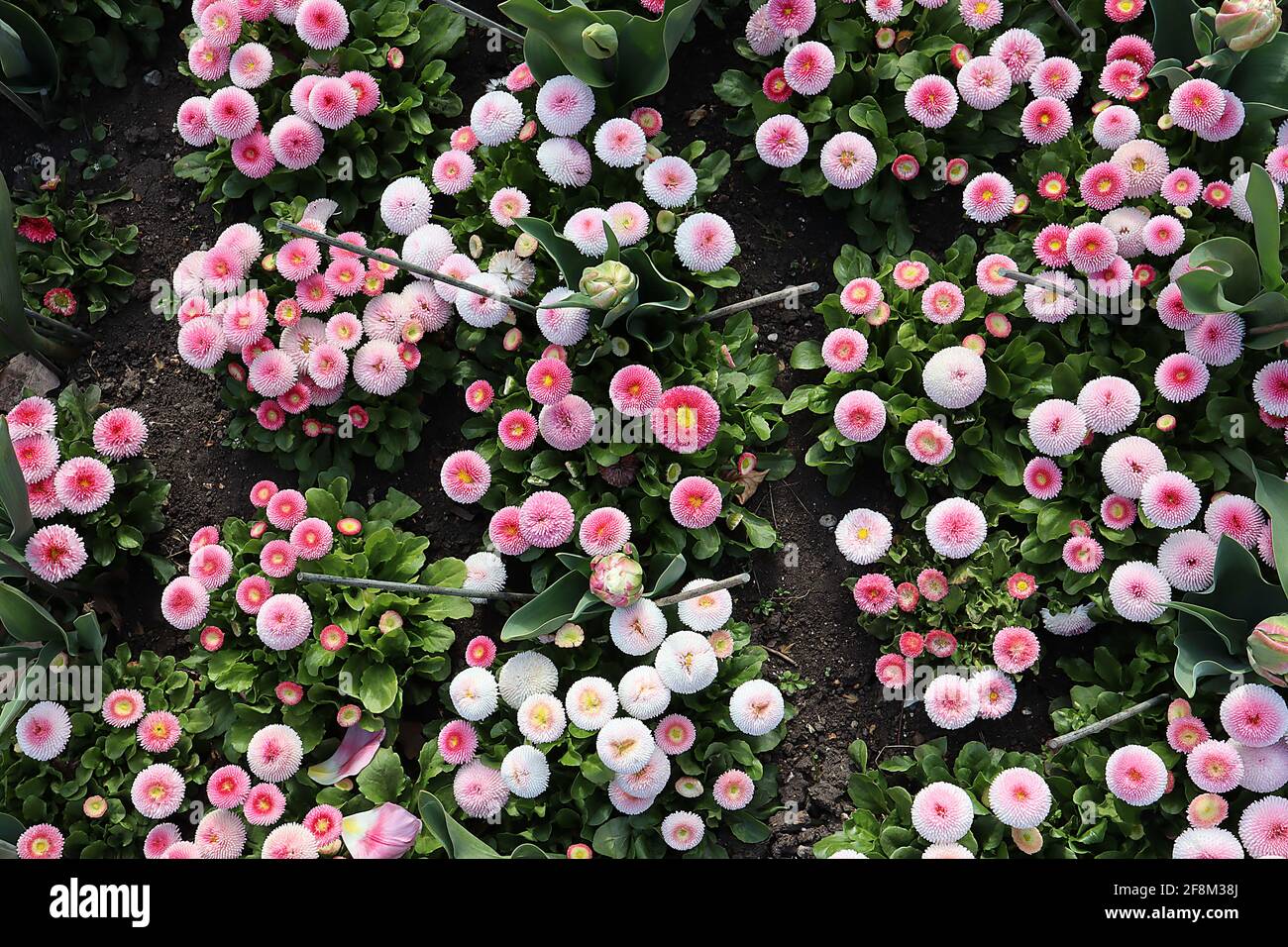 Bellis perennis pomponette ‘Bellissima Rose Bicolor’ Bellis bicolor – pink and white round flowers with tightly quilled petals, April, England, UK Stock Photo