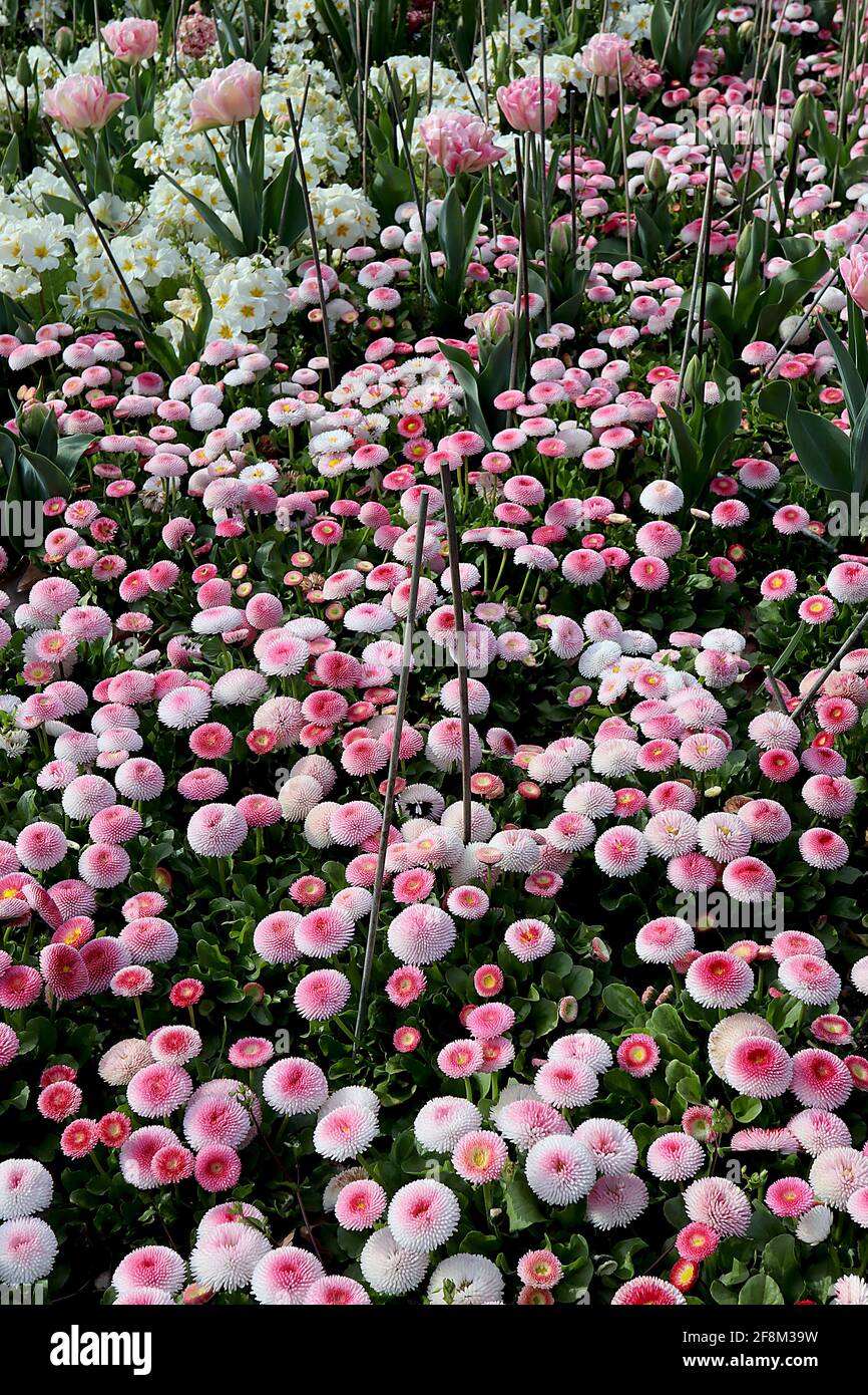 Bellis perennis pomponette ‘Bellissima Rose Bicolor’ Bellis bicolor – pink and white round flowers with tightly quilled petals, April, England, UK Stock Photo