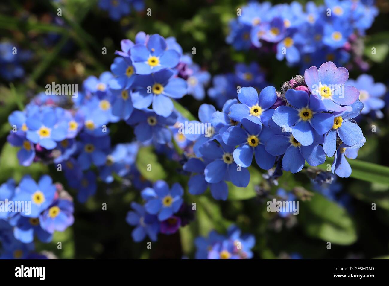 Myosotis sylvatica Blue Wood forget-me-nots - star-shaped blue flowers with yellow and white centres, March, England, UK Stock Photo