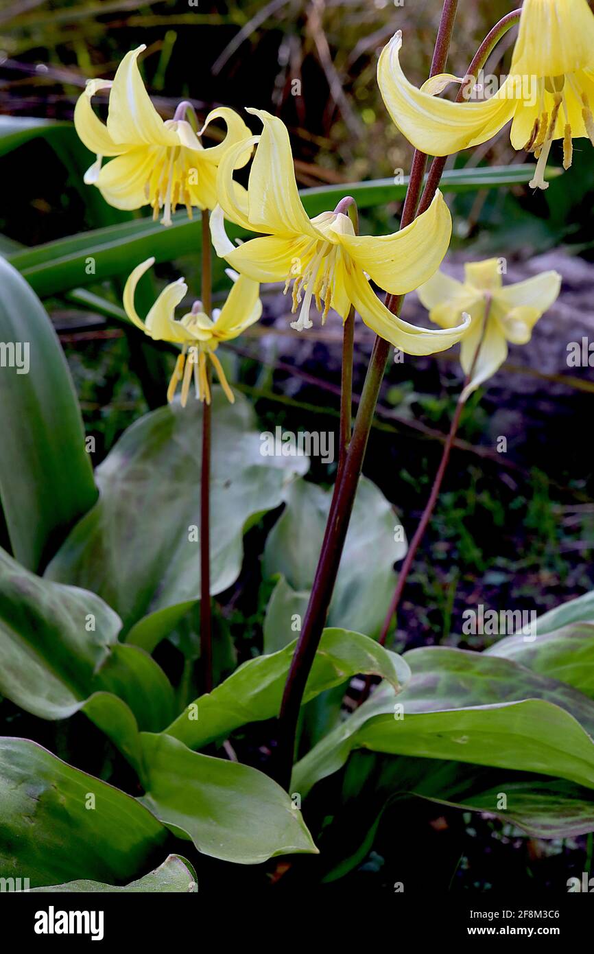 Erythronium ‘Pagoda’ Dog’s tooth violet – wide yellow bell-shaped flowers with upswept petals,  April, England, UK Stock Photo