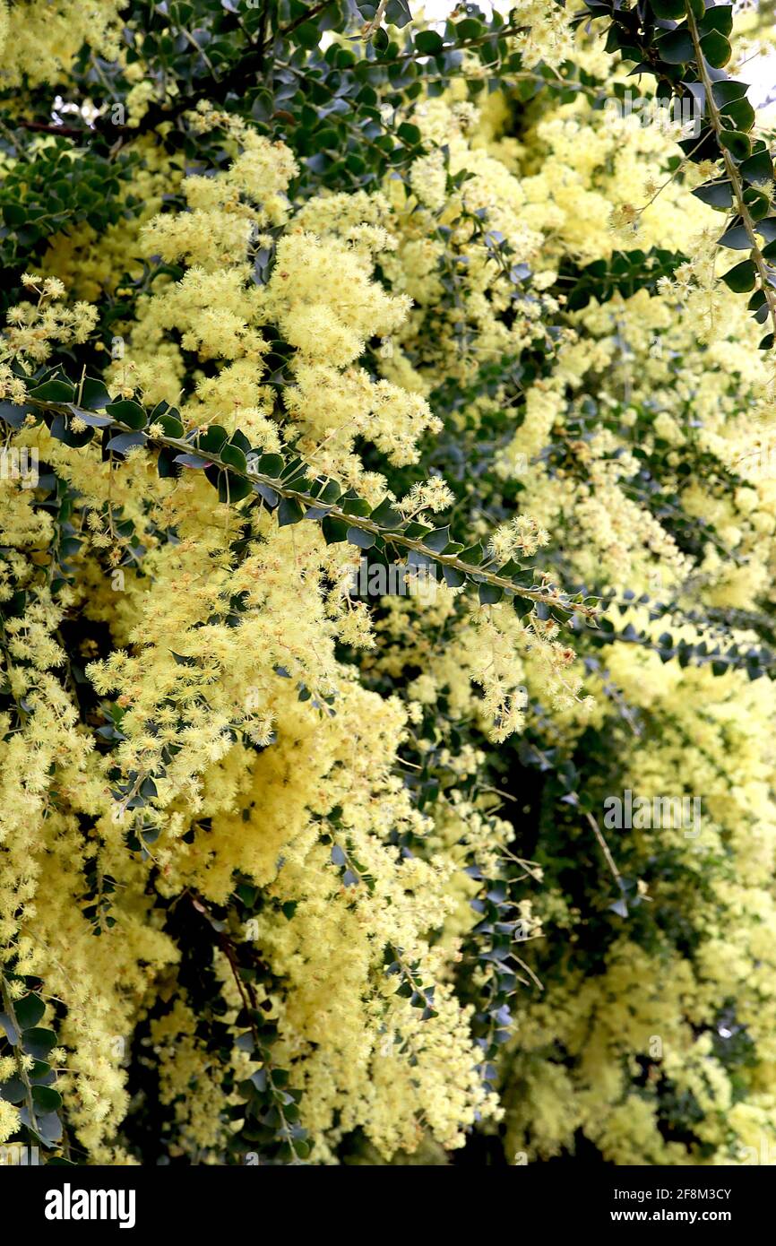 Acacia sertiformis Curlyleaved wattle cluster mass of pale yellow
