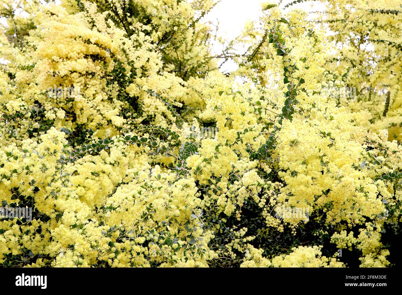 Pale yellow flowers hires stock photography and images Alamy