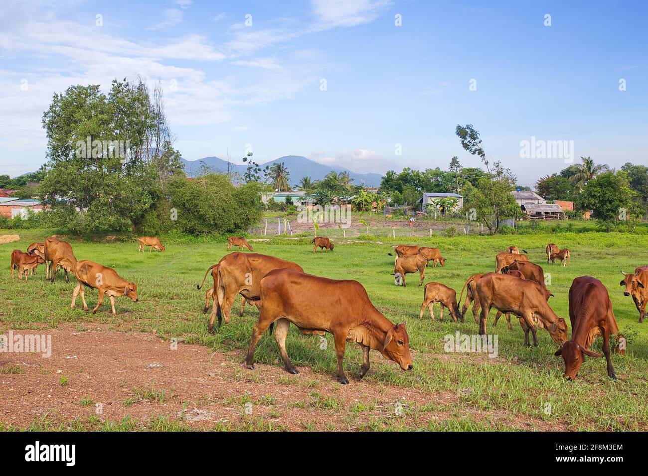 Herd of cows grazing on a rural field Stock Photo