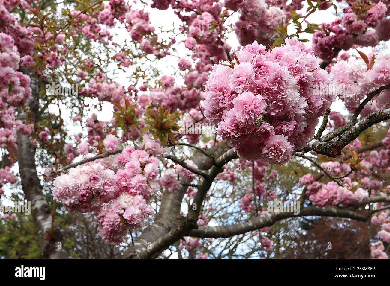 Prunus ‘Asano’ Asano cherry blossom – chrysanthemum-flowered clusters of pink flowers, April, England, UK Stock Photo