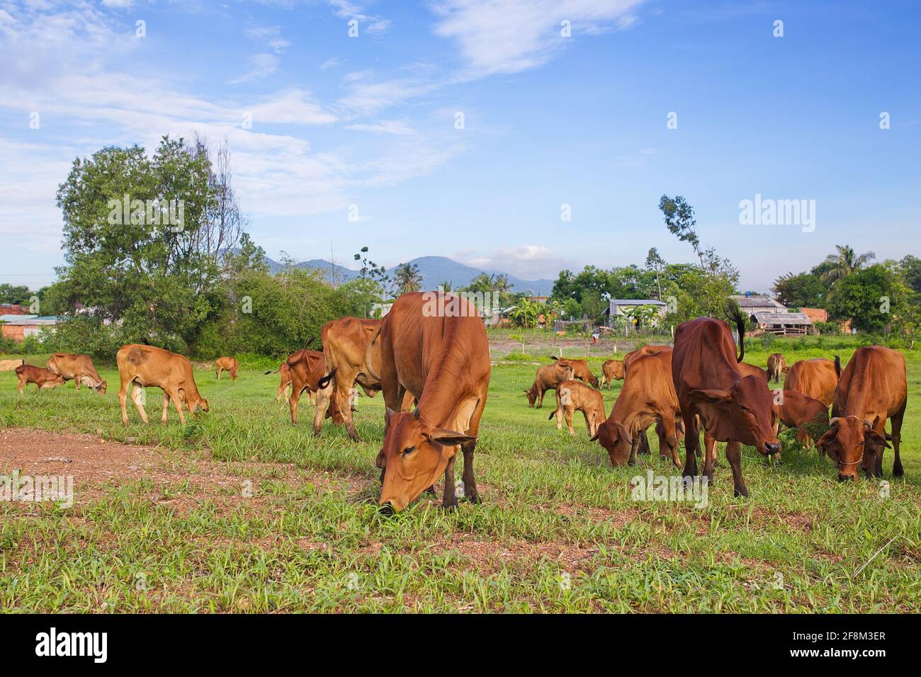 Cattle herd rural hi-res stock photography and images - Alamy