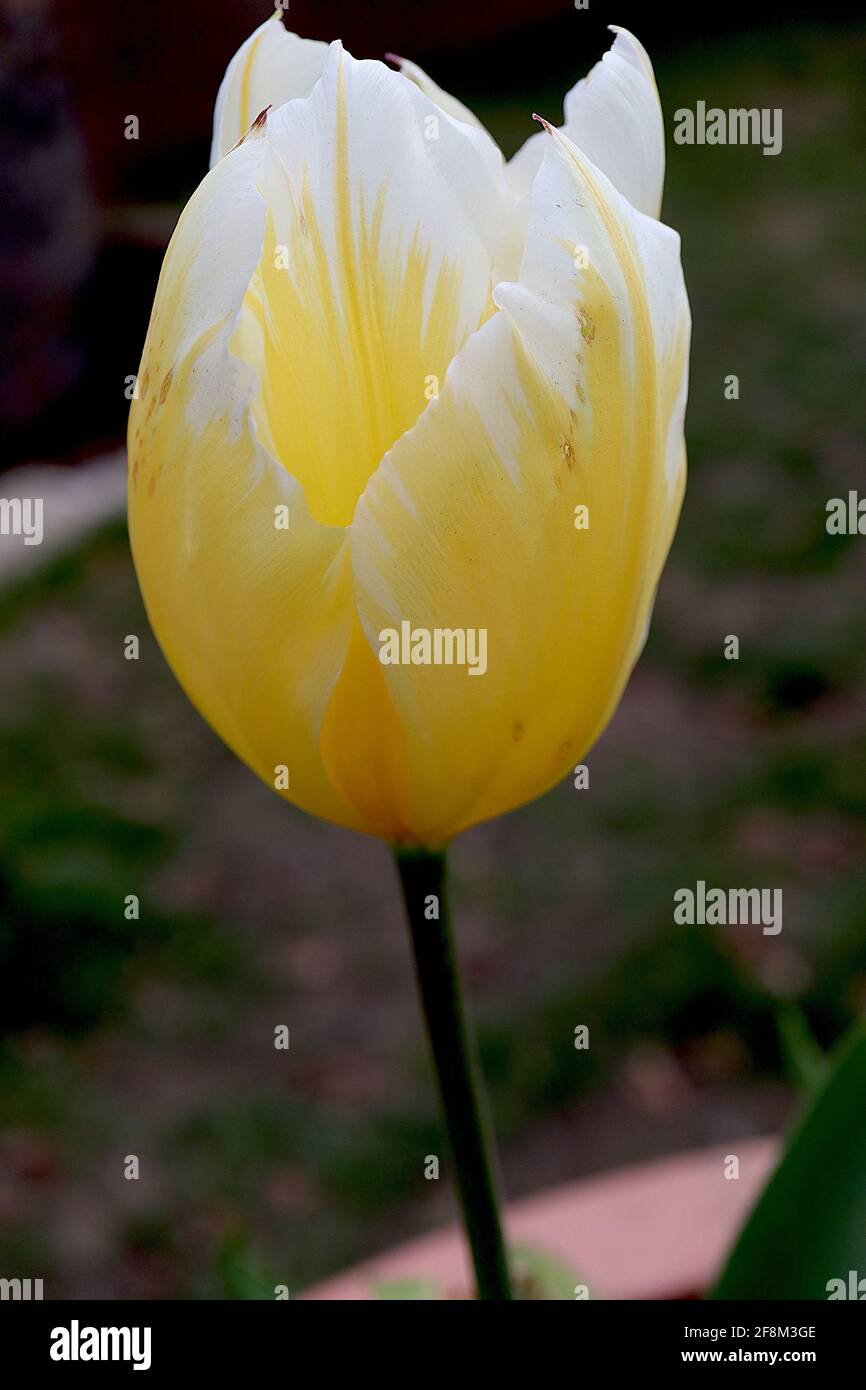 Tulipa ‘Sweetheart’  Fosteriana 13 Sweetheart tulip - yellow flowers, yellow flames, white margins, April, England, UK Stock Photo
