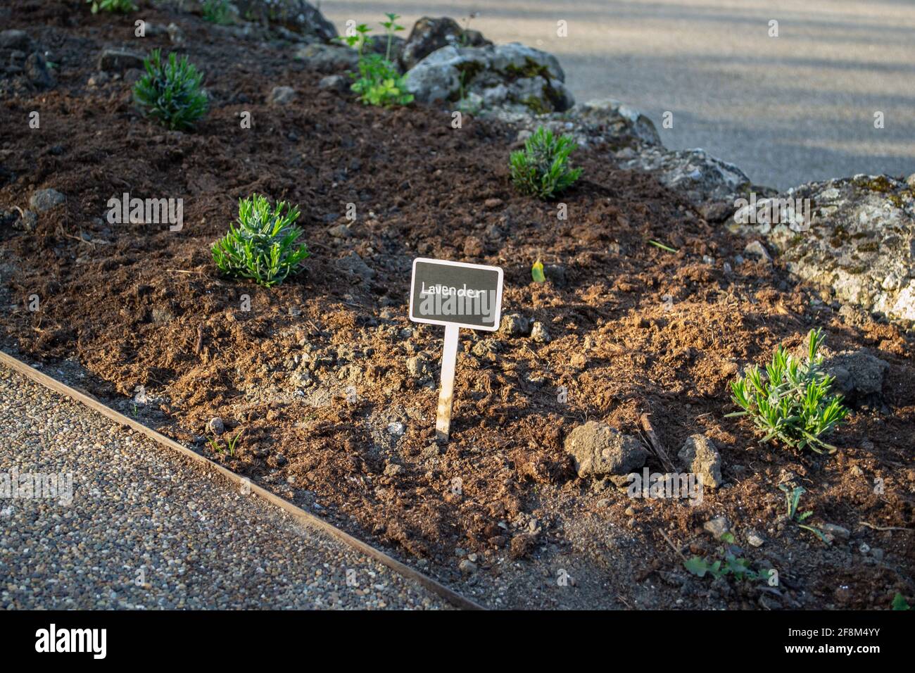 Lavender chalkboard plant label in a flowerbed Stock Photo Alamy