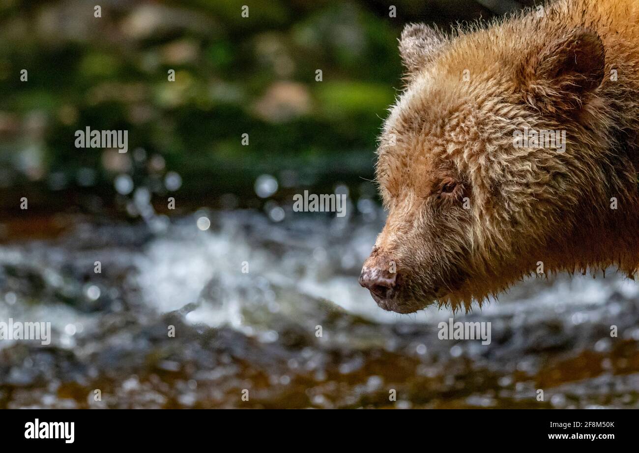Spirit bear (Kermode bear) in the British Columbia rainforest in Canada. Recessive gene of a Black bear and found only in this area of the world Stock Photo