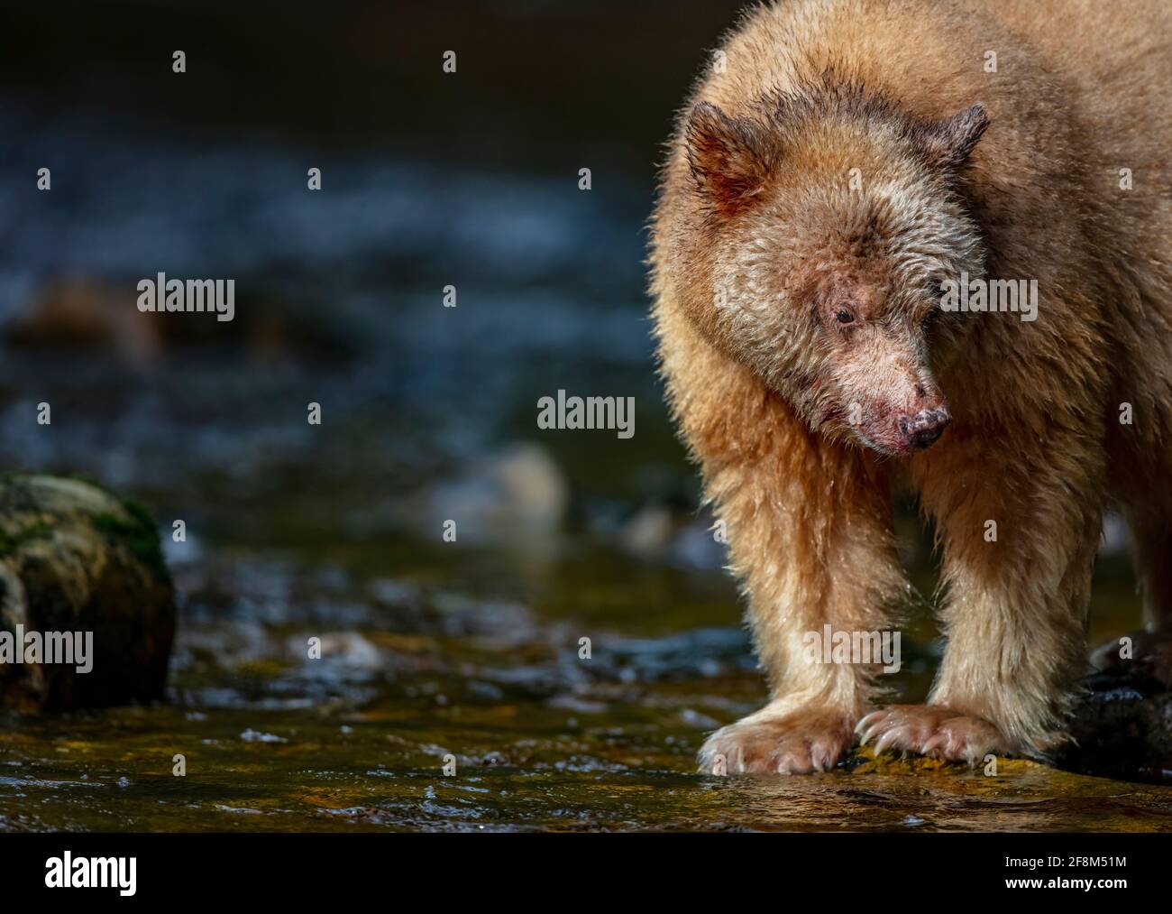 Spirit bear (Kermode bear) in the British Columbia rainforest in Canada. Recessive gene of a Black bear and found only in this area of the world Stock Photo