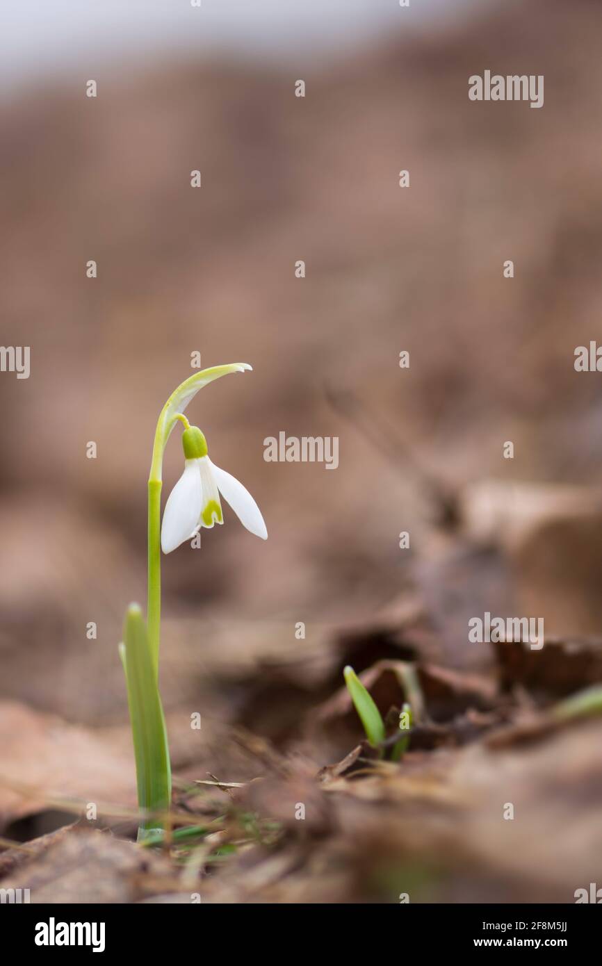 Galanthus nivalis or common snowdrop - closeup of blooming white flower in early spring in the forest Stock Photo