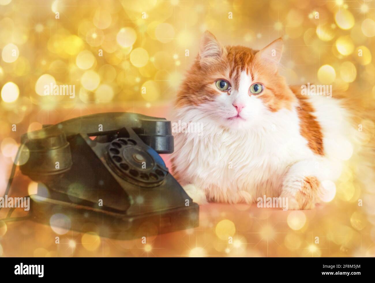 Rea adult pretty cat and retro telephone on golden background Stock Photo