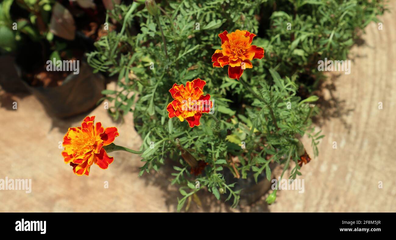 Close up of three dark orange mixed maroon colour marigolds flowers Stock Photo