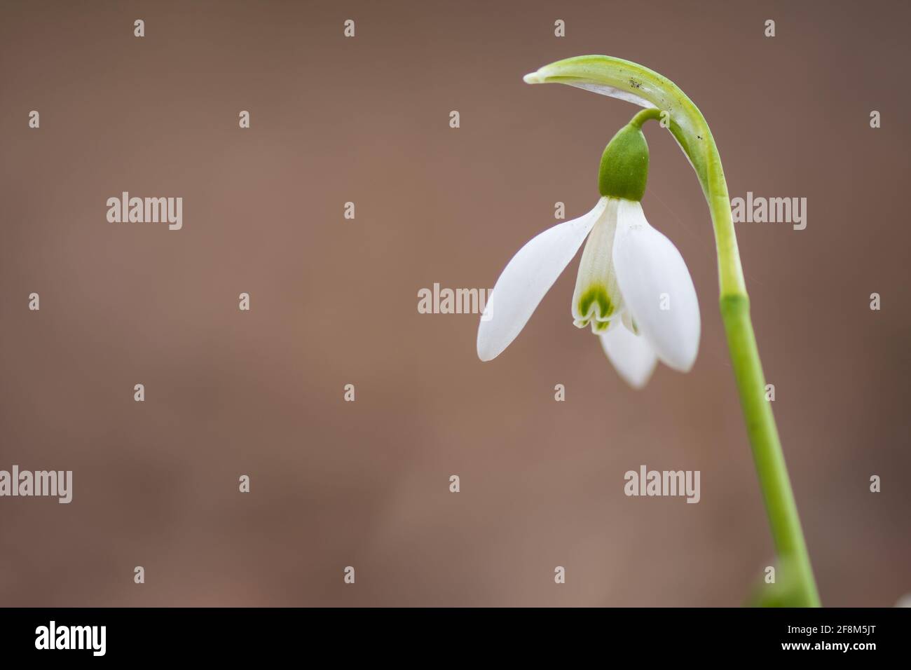 Galanthus nivalis or common snowdrop - closeup of blooming white flower in early spring in the forest Stock Photo