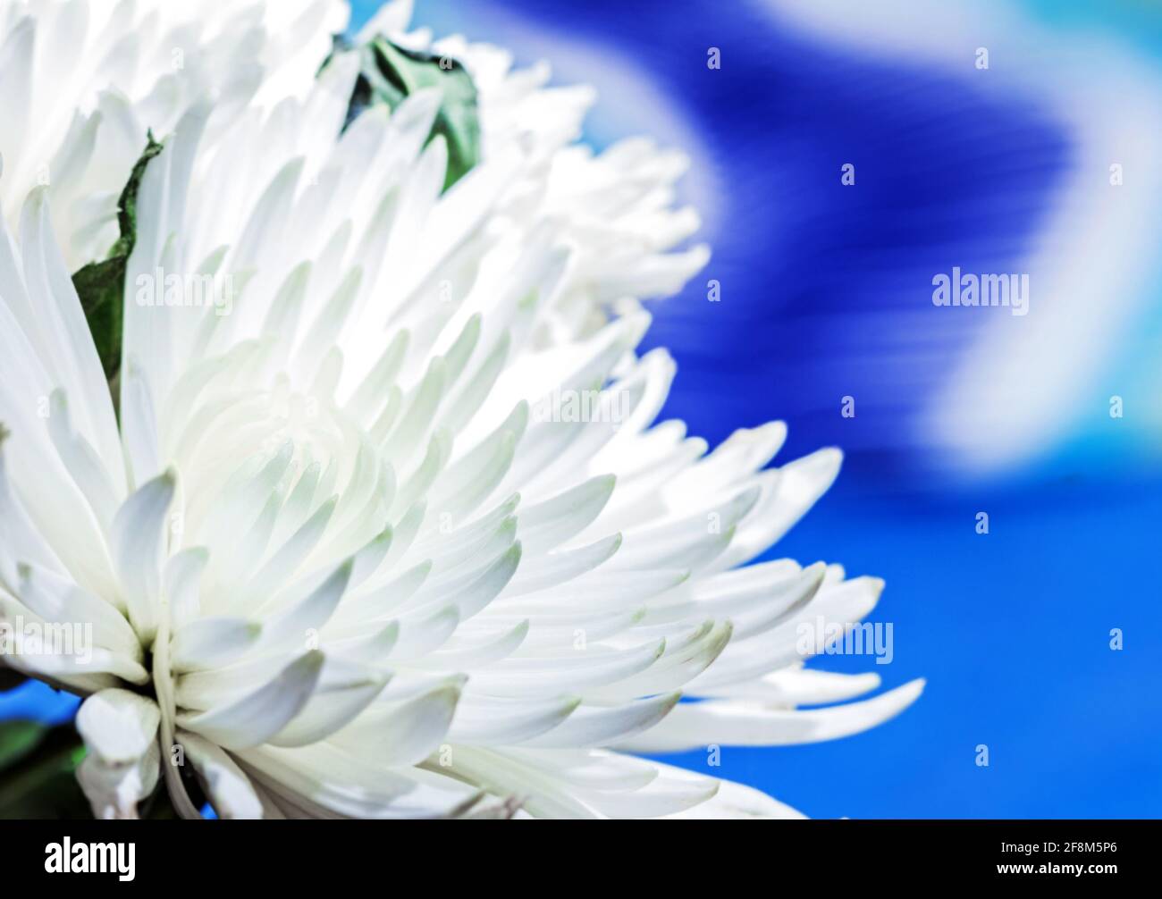 Real beauty big white blooming chrysanthemum on soft blue background Stock Photo