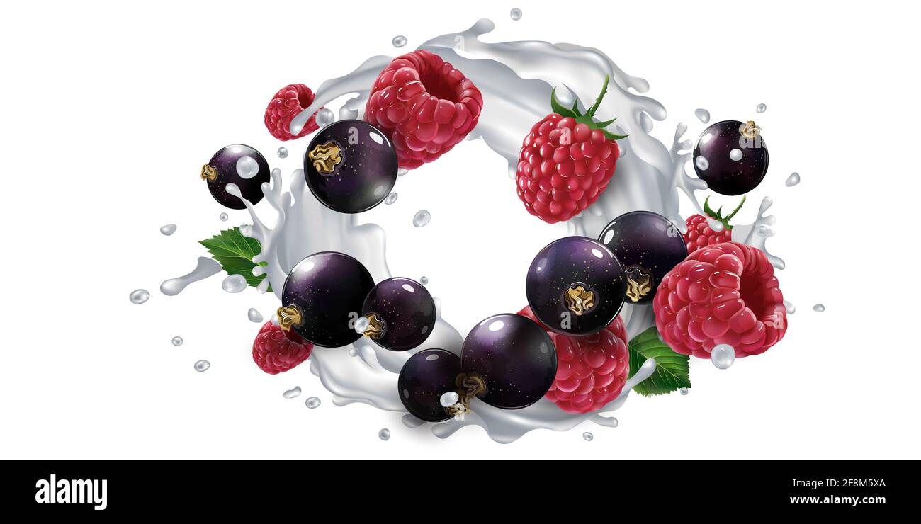 Black currants and raspberries and a splash of milk or yogurt. Stock Photo
