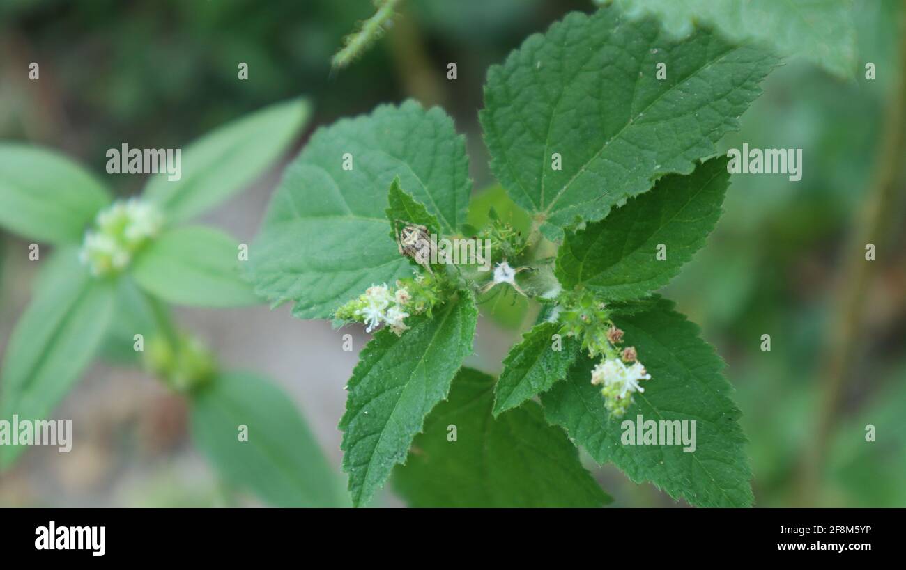 View from the top of a furry bush with few flowers and a spider waiting for  prey on one of the leaf Stock Photo - Alamy