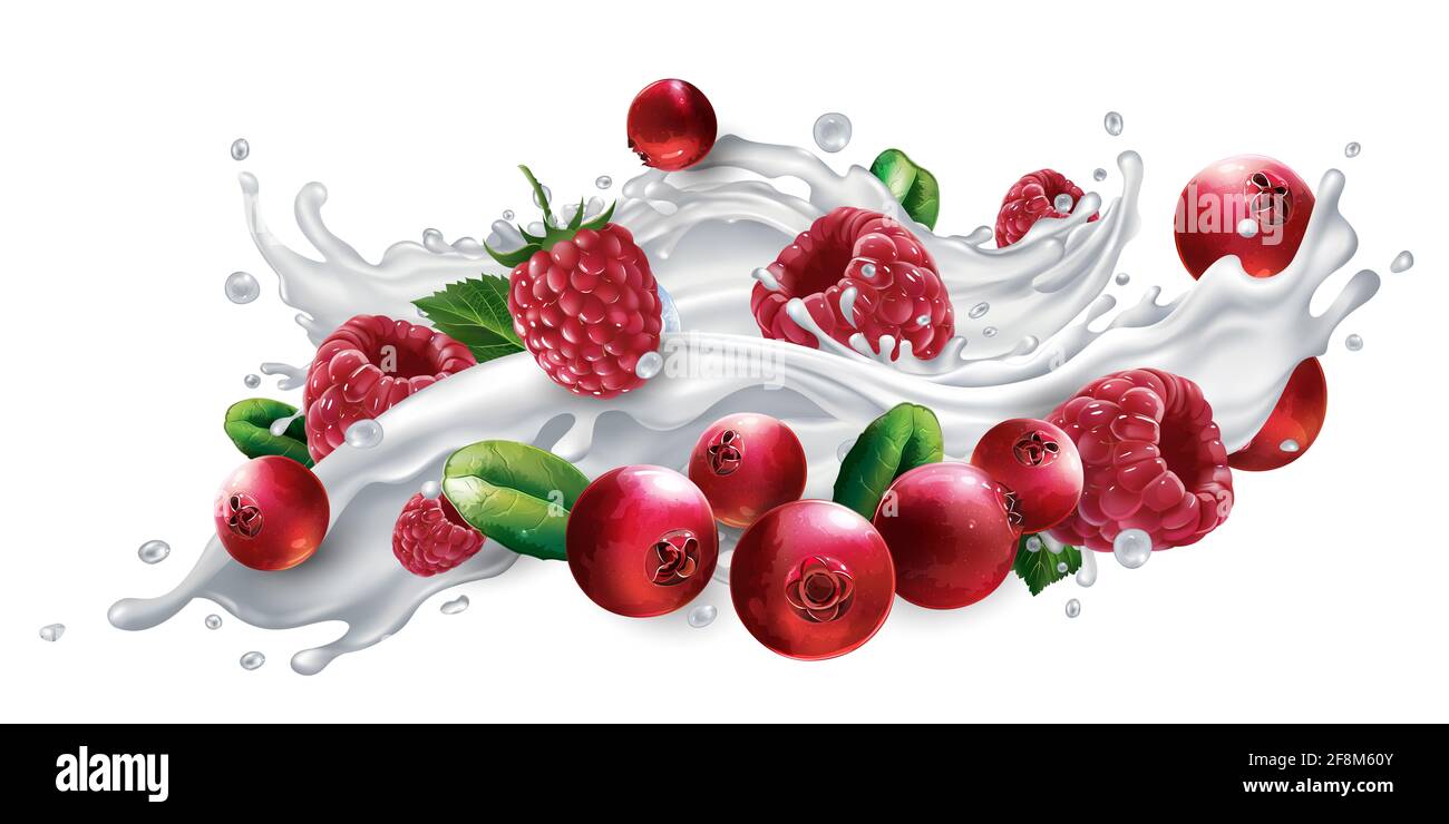 Cranberries and raspberries in a milk or yogurt splash Stock Photo - Alamy