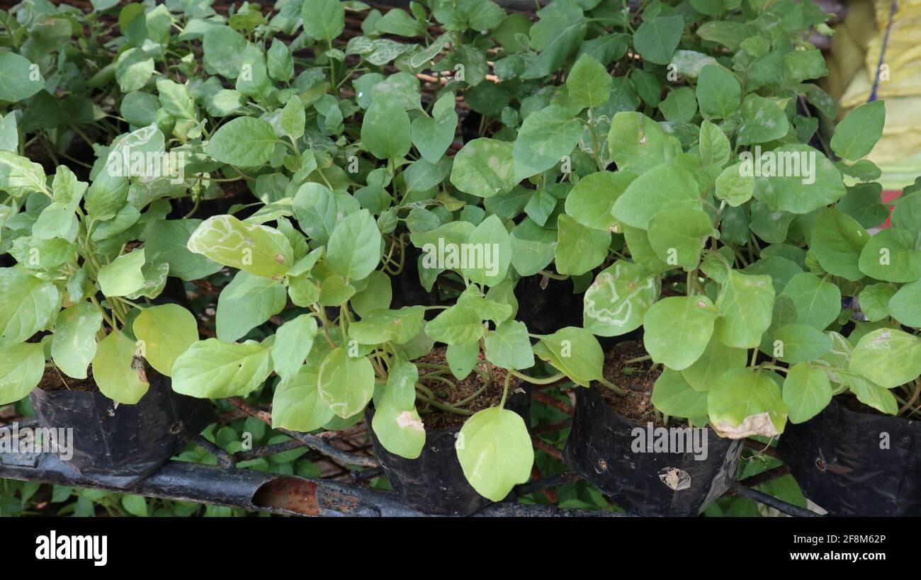 Lots of eggplant seedlings planted in black bags placed on an iron support at plant nursery Stock Photo