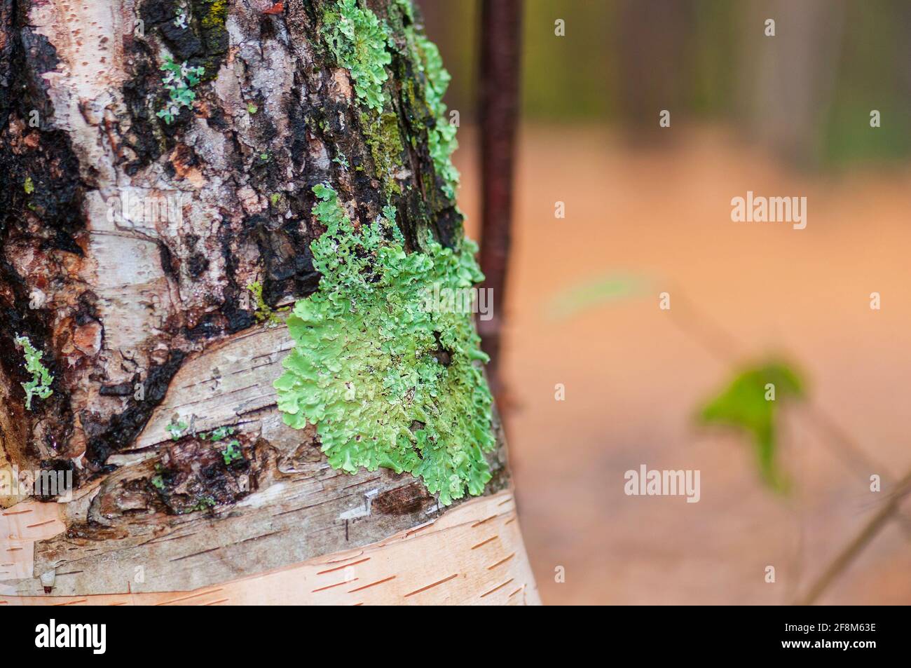 Common Greenshield Lichen, Flavoparemelia caperata, on a deciduous tree in New England, USA. Stock Photo