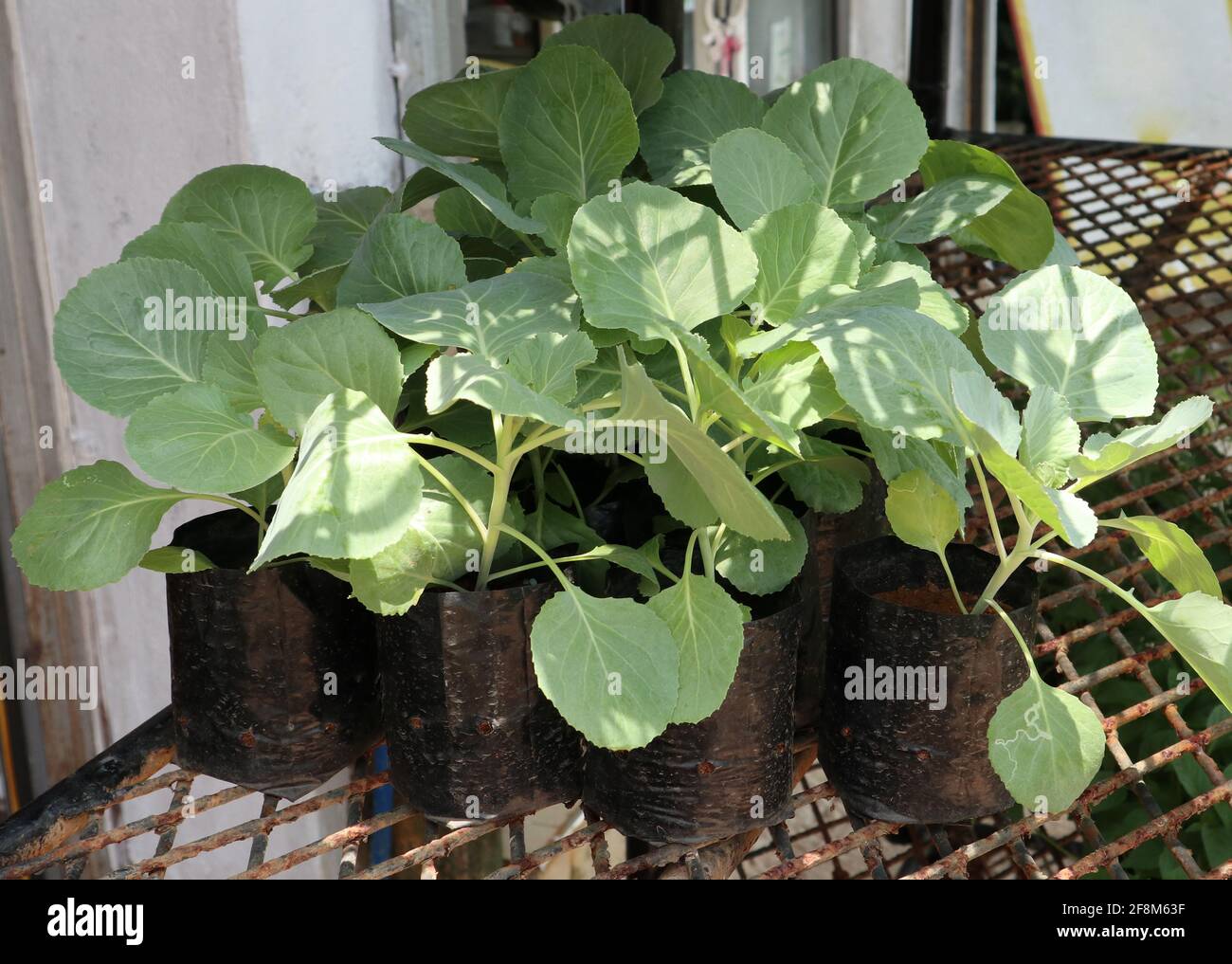 Lots of cabbage seedlings planted in black bags placed on an iron support Stock Photo