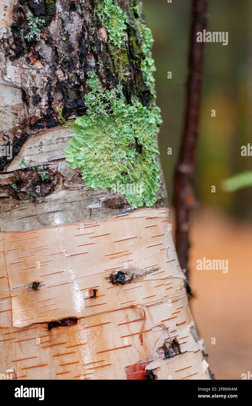 Tree dwelling fungi hi-res stock photography and images - Alamy