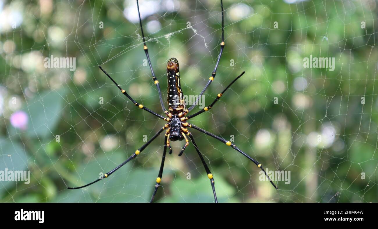 Extreme backside close up of a female giant golden silk orb weaver spider and her web Stock Photo