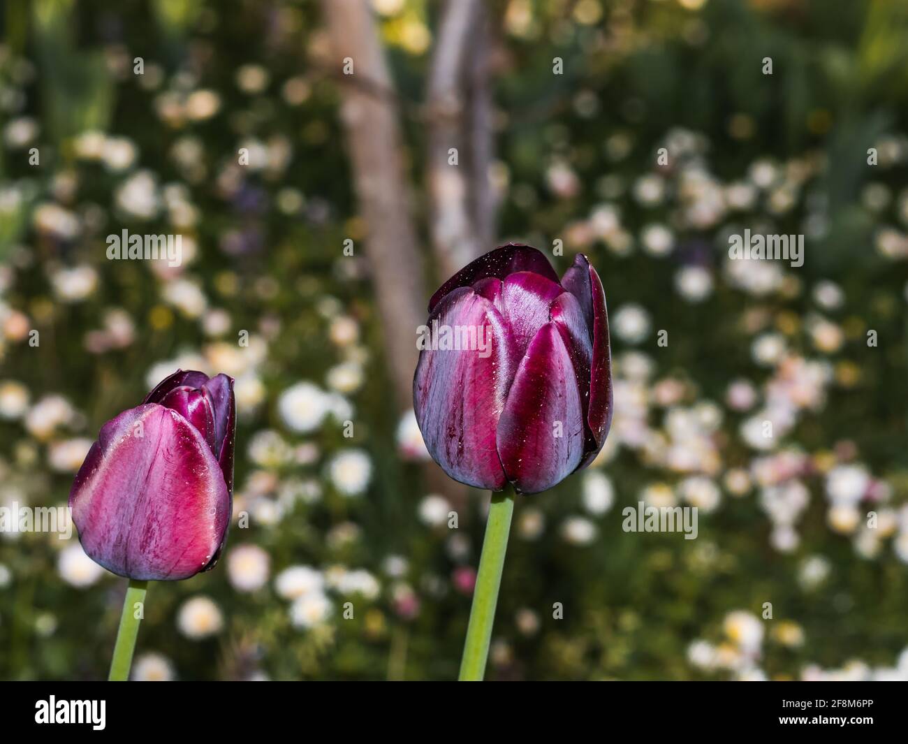 purple tulips on a field Stock Photo