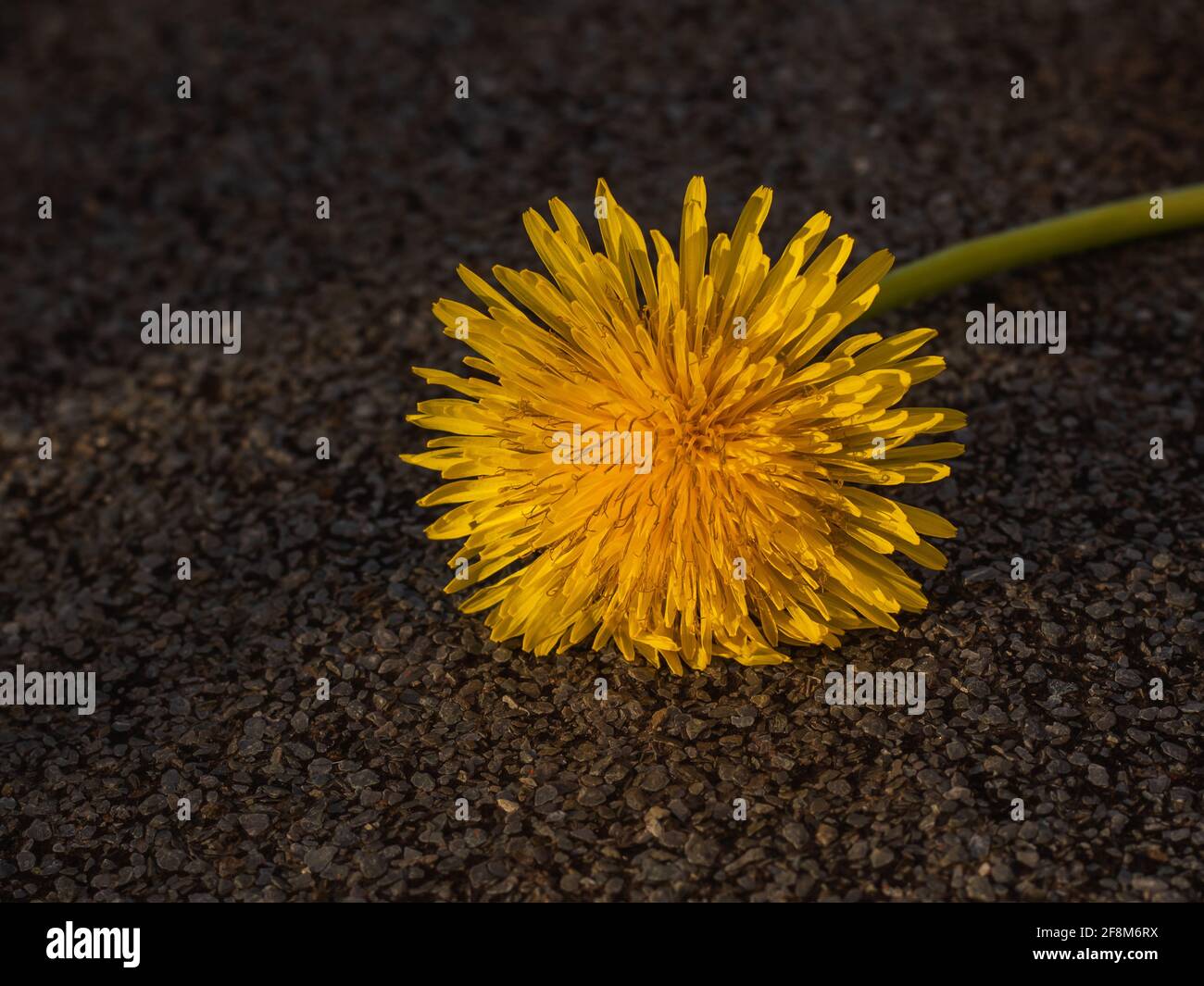 yellow dandelion isolated on rough brown background Stock Photo