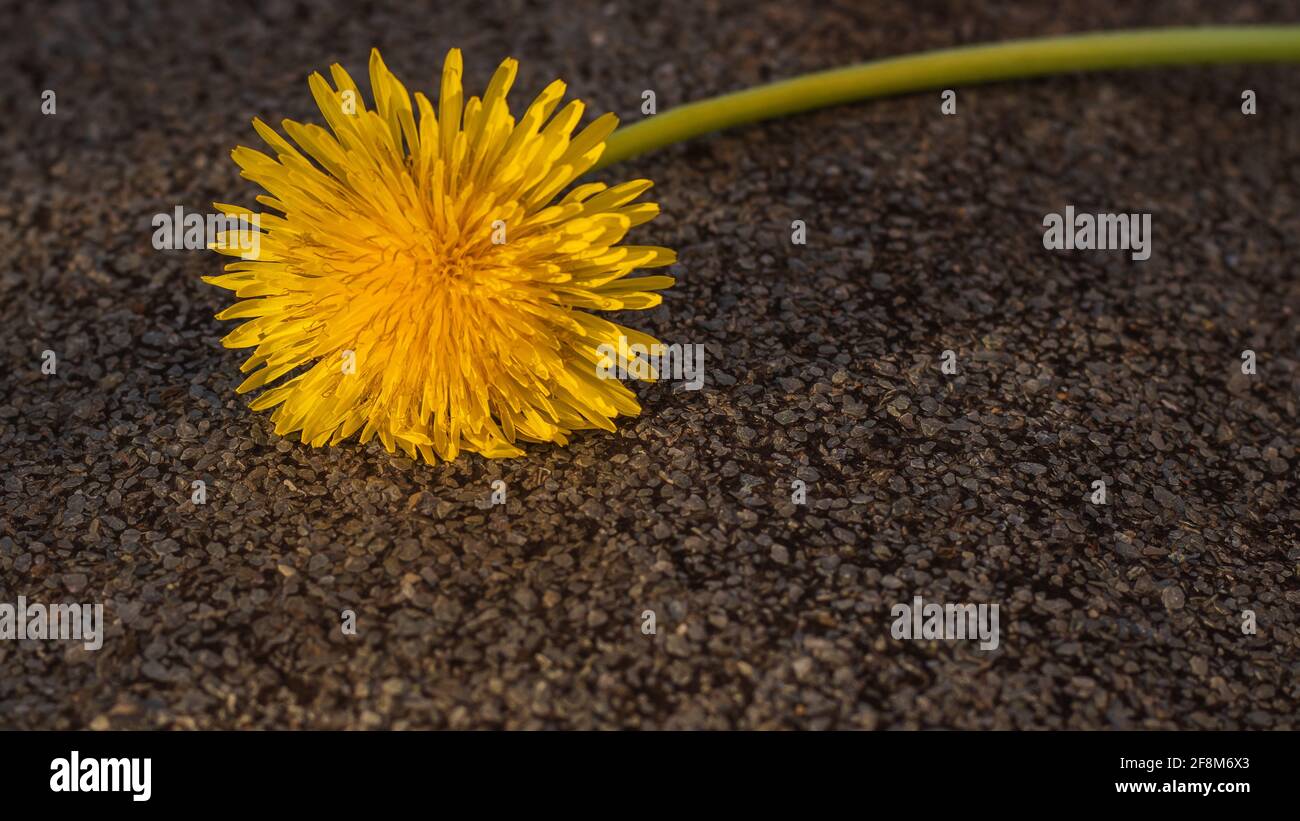 yellow dandelion isolated on rough brown background Stock Photo