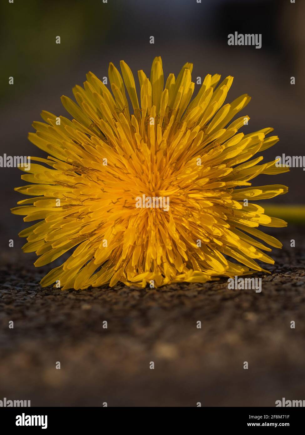 yellow dandelion isolated on rough brown background Stock Photo