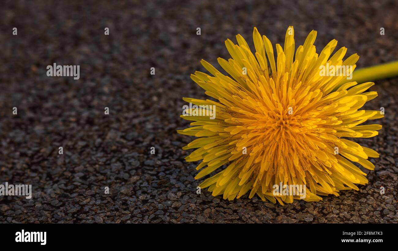 yellow dandelion isolated on rough brown background Stock Photo