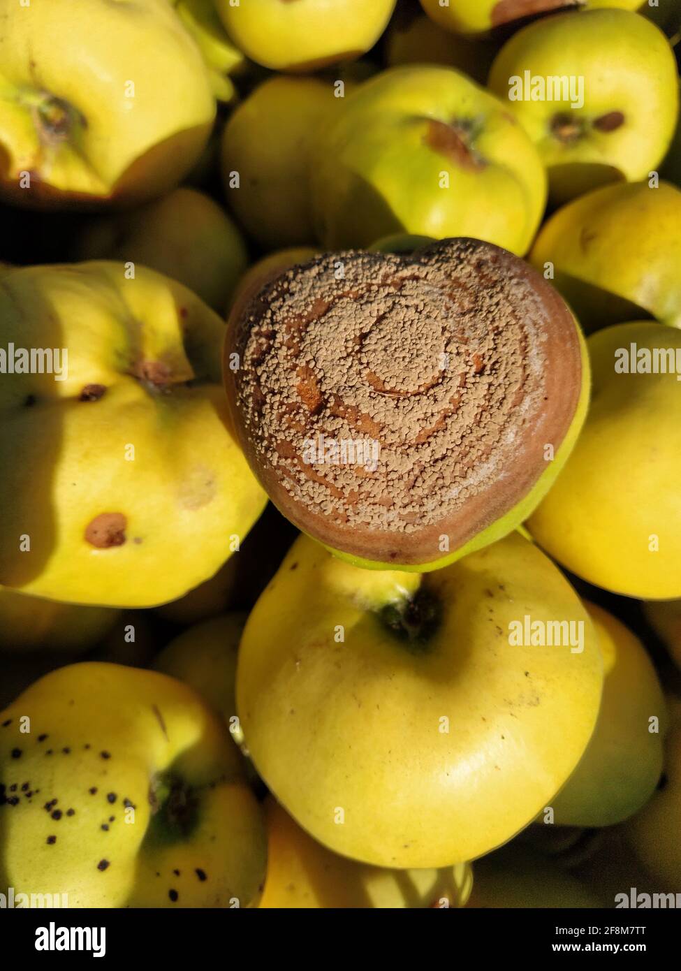 Rotten quince make damage on fruit, Monilia laxa (Monilinia laxa) infestation, plant disease Stock Photo