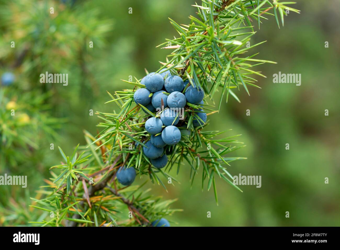 Juniper Berries, Juniperus Communis