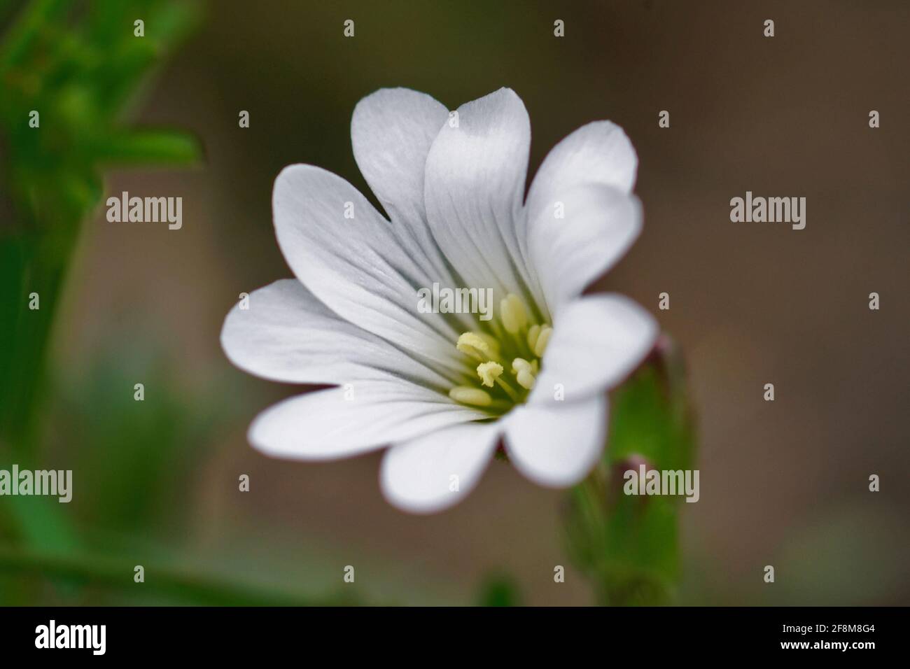 White flower of a field mouse-ear or chickweed (Cerastium arvense) in the blurred background Stock Photo