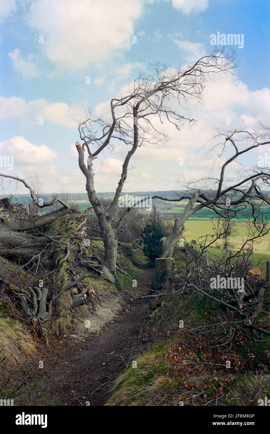 Footpath on the North Downs looking towards Wye, near Ashford, Kent, after the Great Storm of 1987 Stock Photo