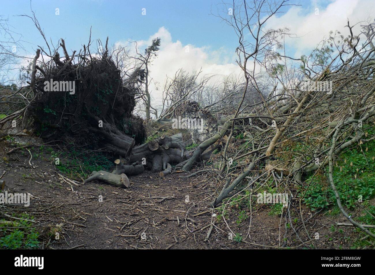 Fallen tree on the North Downs near Ashford, Kent, England, after the 1987 hurricane Stock Photo