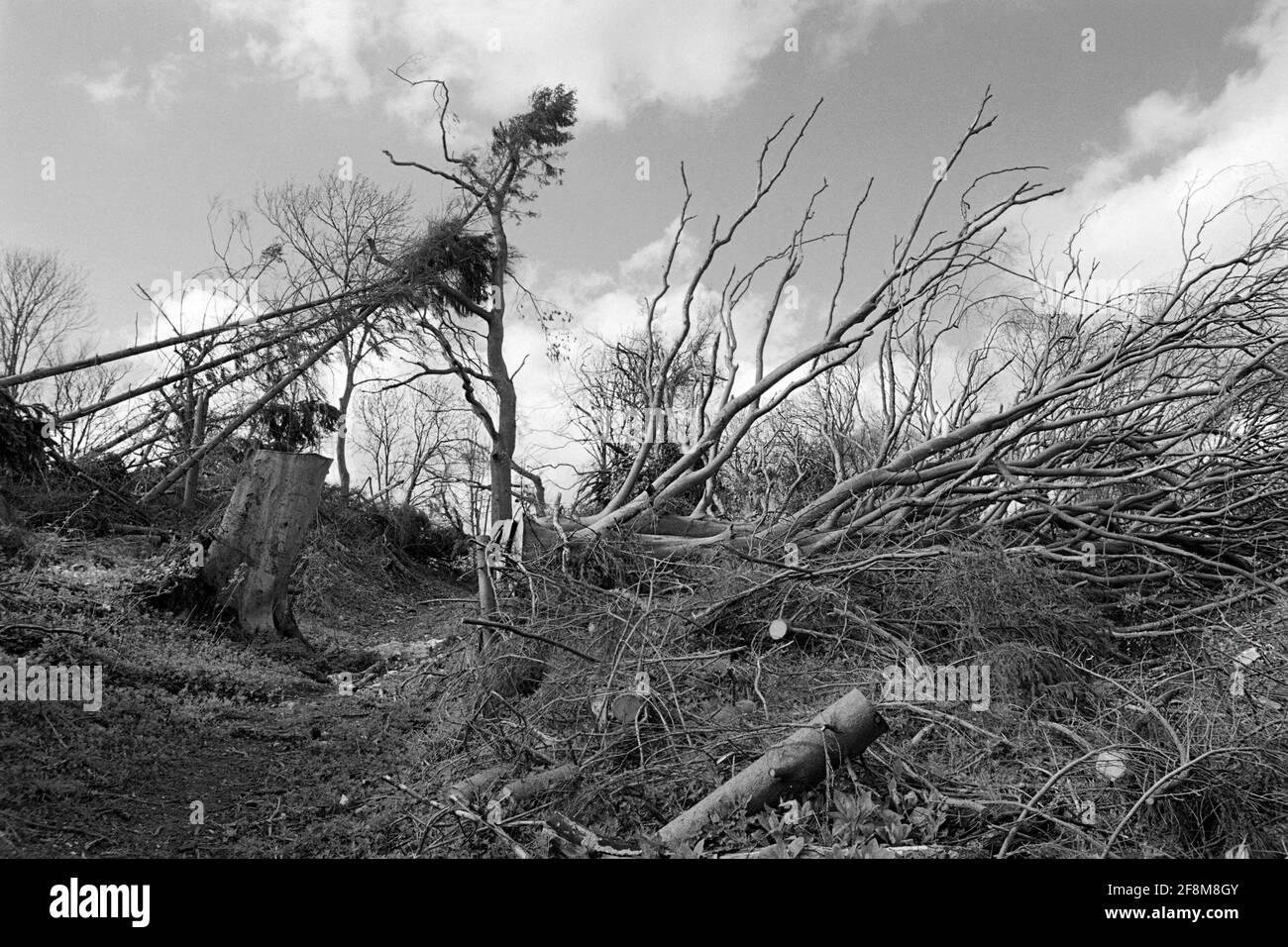 Fallen trees on the North Downs near Ashford, Kent, Southern England, after the Great Storm of 1987 Stock Photo