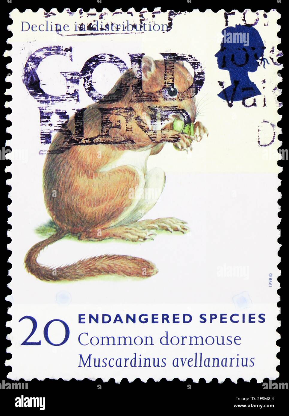 MOSCOW, RUSSIA - OCTOBER 4, 2019: Postage stamp printed in United Kingdom shows Common Dormouse (Muscardinus avellanarius), Endangered Species serie, Stock Photo