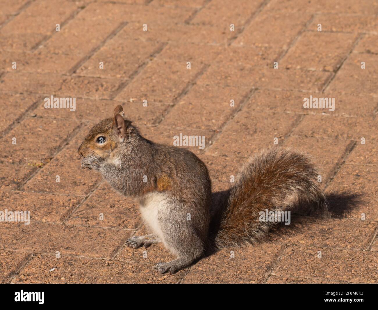 gray squirrel on a brick floor Stock Photo